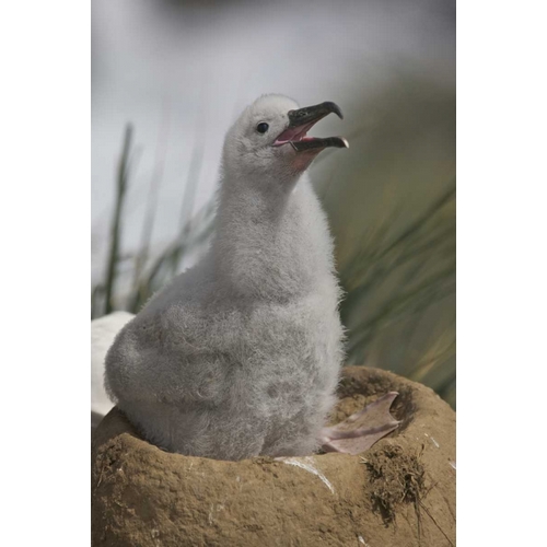 Saunders Island A juvenile albatross calling
